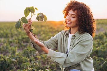 Young agronomist woman holding soybean plant at sunset