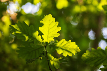 Green oak leaves on blurred background in sunny day. Shallow depth of field
