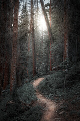 Fototapete bei efototapeten.de bestellen   