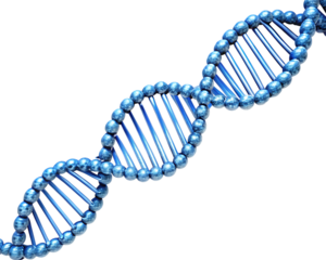 Blue metallic double helix D N A molecule structure with internal lighting isolated on a transparent background