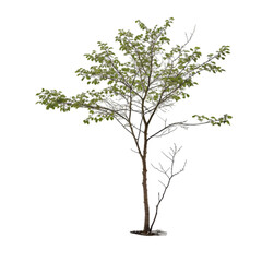 Isolated Young Tree Spring Foliage Against White Background