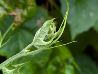 green grasshopper on a branch