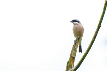 dzieźba gąsiorek samiec na gałęzi na białym tle