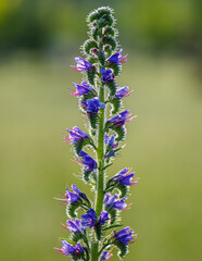 Żmijowiec zwyczajny (Echium vulgare) na rozmytym zielonym tle