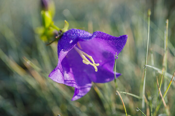 fioletowy kwiat w kształcie dzwonka