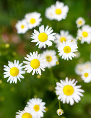 A bunch of white daisies with yellow centers