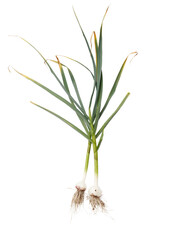 Garlic plant isolated on white background