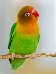 A green and yellow bird is perched on a branch