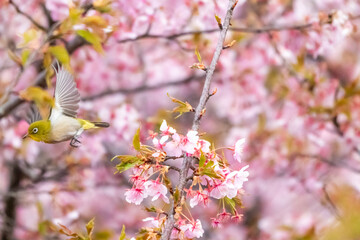 桜の蜜を吸い終わって飛び立つメジロ