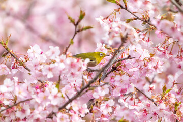 桜の花びらの中で何かを探すメジロ
