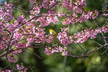 桜の花びらの中で何かを探すメジロ