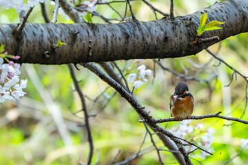 桜を気にもせず獲物を探して水面を見つめるカワセミ