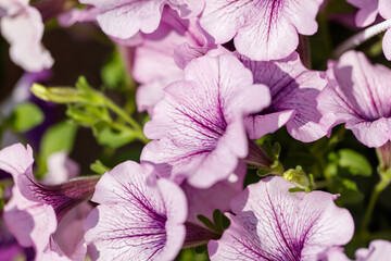 A close up of a bunch of pink flowers with purple spots
