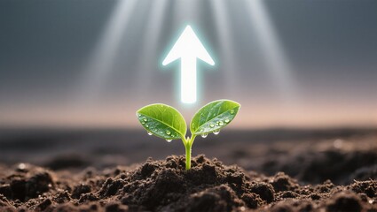 young plant in the ground