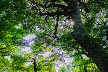 Byodoin Hououdou at Uji in Kyoto, Japan