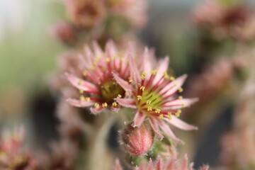 Sempervivum CARMEN Rojnik