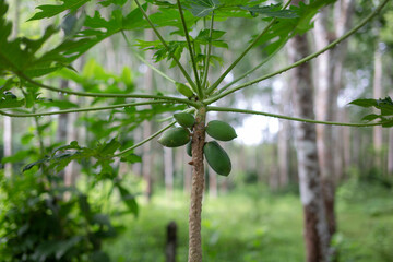 The papaya tree and the fruits are growing on the trunk.