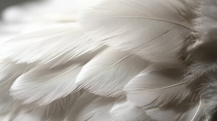 Fototapeta premium Close-up of a delicate white feather wing, showcasing intricate details in soft, focused light.