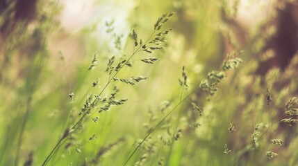 Lush spring grass field in soft morning light, delicate green blades in sharp focus.
