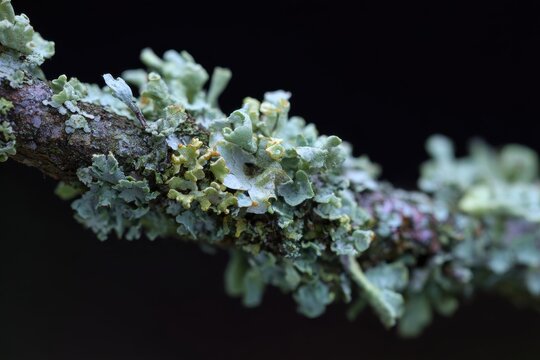 Zoomed in view of lichen or tetter