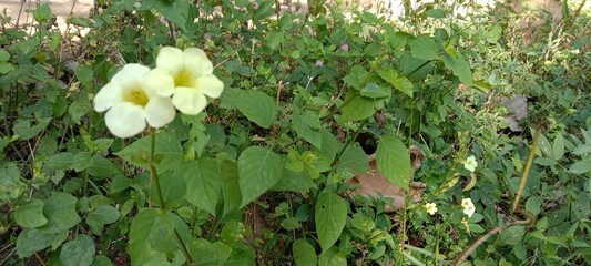 white flowers in the forest 