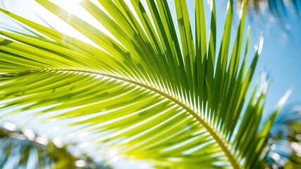 Photo of sunlight streams through a vibrant green palm leaf against a clear blue sky