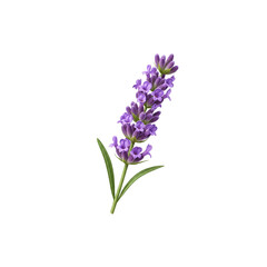 Fototapeta premium Lilac flowers with green leaves, isolated on a white background, evoke the beauty of a spring garden blossom