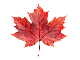 Obraz premium Red Maple Leaf on Transparent Background, PNG