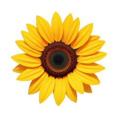 Fototapeta premium Bright yellow sunflower bloom isolated on transparent background