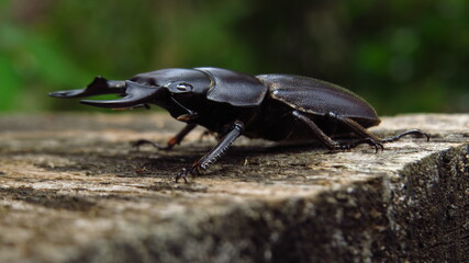 Large black beetle with prominent horns on wooden surface in tropical forest environment during daylight