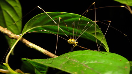 Unique spider resting on vibrant green leaves in a tropical rainforest at night
