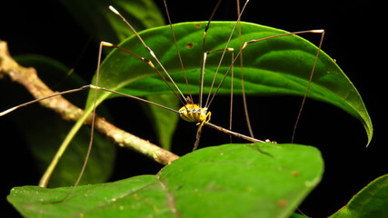 Unique arachnid perched on a leaf in a tropical rainforest during daytime hours