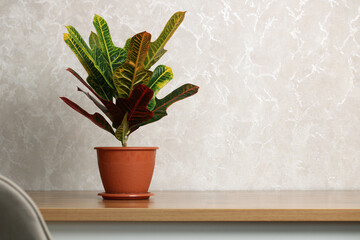 Garden croton plant standing on wooden desk in modern office