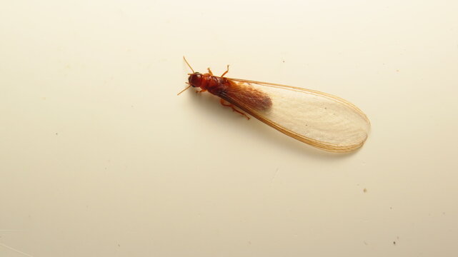 Termite with wings found on a light surface during daylight in a residential area