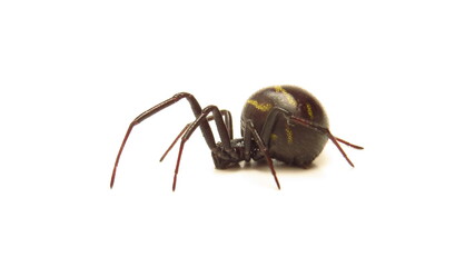 Close-up view of a black spider with distinctive markings on a plain background highlighting its features