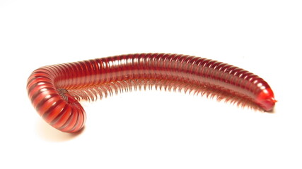 Bright red millipede displays its segmented body on a clean background during a close-up observation