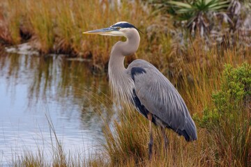 Fototapeta premium The great blue heron is a sizable wading bird often found by open water and wetlands Everglades National Park Florida
