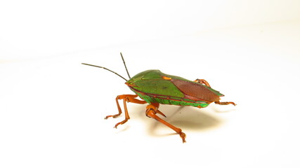 Colorful green and orange insect exploring a light background in a close-up view during daylight