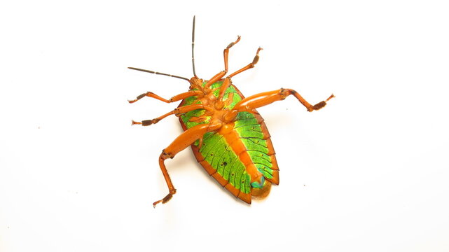 Colorful insect displays vibrant green and orange hues on a white background in a close-up view