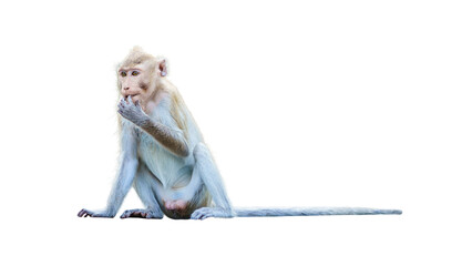 Portrait, Monkey or Macaca sitting in a daze, holding a finger in his mouth, look funny, cute feeling depressed and lonely, in forest. Isolated on white background with clipping path and transparent