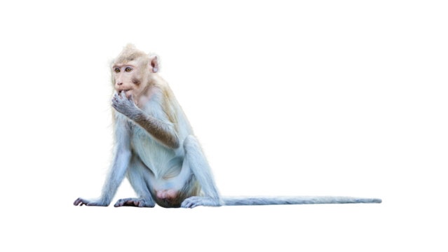 Portrait, Monkey or Macaca sitting in a daze, holding a finger in his mouth, look funny, cute feeling depressed and lonely, in forest. Isolated on white background with clipping path and transparent