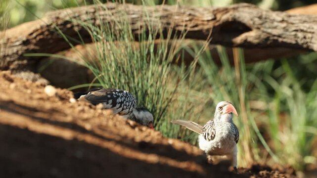 A pair of red-billed hornbills feeding on the ground, filmed from a low angle in the Greater Kruger.