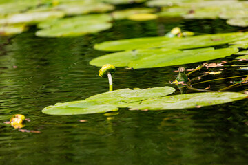 Petal of blooming water lily and leaves in Veleka river