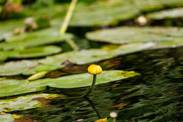 Petal of blooming water lily and leaves in Veleka river