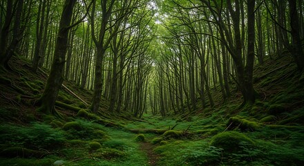 Obraz premium Lush Green Forest Path: A Serene Journey Through a Mossy Woodland Landscape