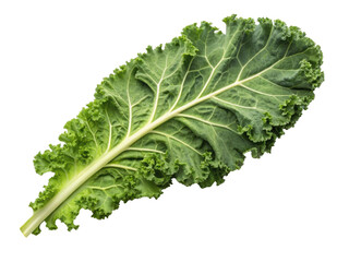 Fresh kale leaf showcases vibrant green color and textured surface, perfect for healthy dishes and salads