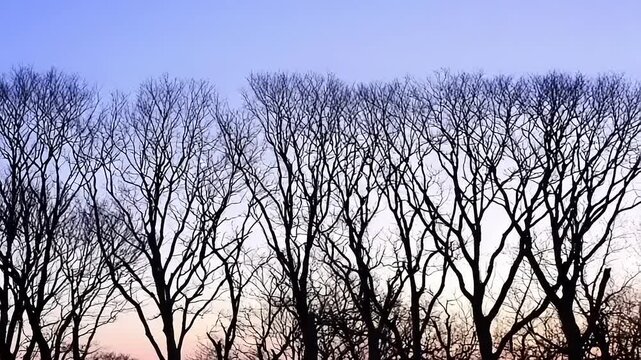 Bare Trees Silhouette at Dawn/Dusk
