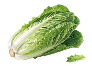 Fresh lettuce with crisp leaves showcases vibrant green colors and healthy appearance, perfect for salads and garnishes