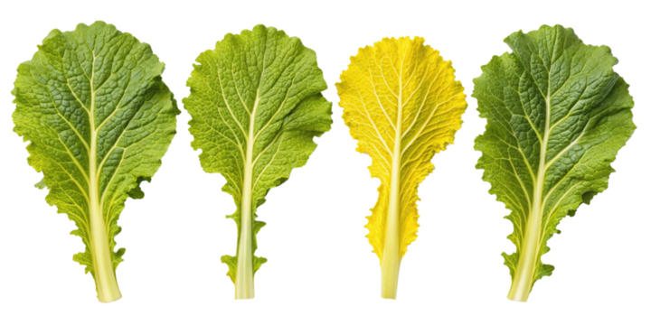 Fresh mustard greens display vibrant colors ranging from deep green to bright yellow, showcasing their nutritional value and appeal