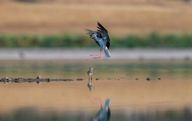 Black-winged Stilt (Himantopus himantopus) is a species that breeds in the wetlands of Diyarbakır Tigris Valley, as well as in many other wetlands.